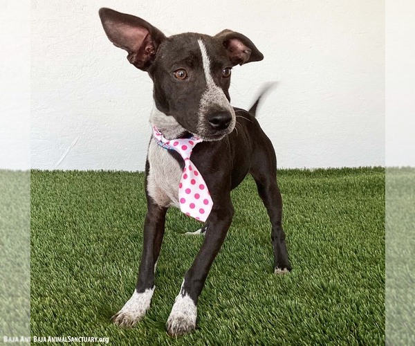 Medium Photo #3 Australian Kelpie-Chihuahua Mix Puppy For Sale in San Diego, CA, USA