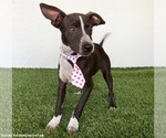 Small #2 Australian Kelpie-Chihuahua Mix
