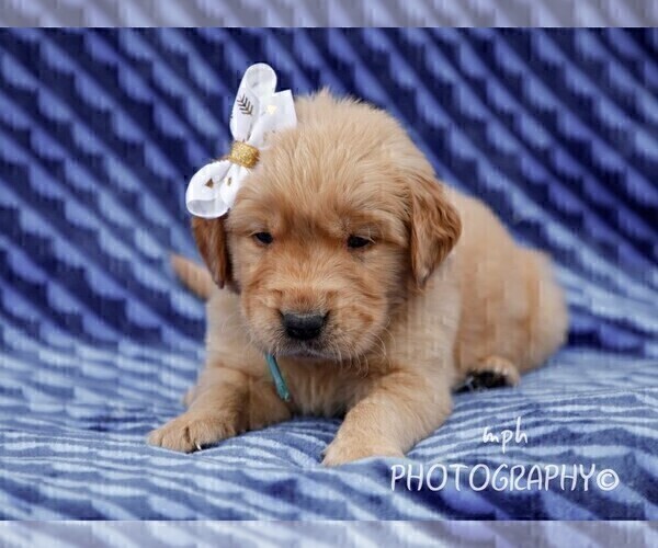 Medium Photo #7 Golden Retriever Puppy For Sale in LIBERTY, KY, USA