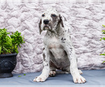 Small #5 Great Dane