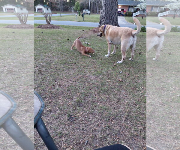 Medium Photo #3 American Staffordshire Terrier-Unknown Mix Puppy For Sale in Holly Springs, NC, USA