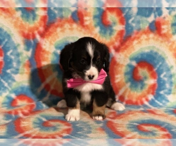 Full screen Photo #3 Bernedoodle (Miniature) Puppy For Sale in LANCASTER, PA, USA