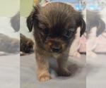 Small #28 Maltipom