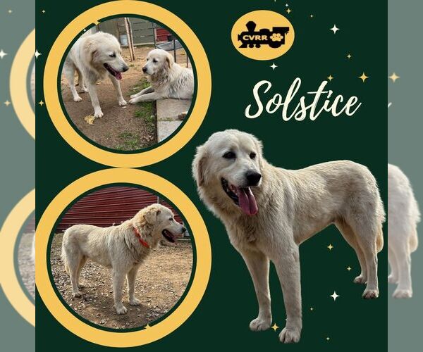 Medium Photo #1 Great Pyrenees Puppy For Sale in Lindsay, CA, USA