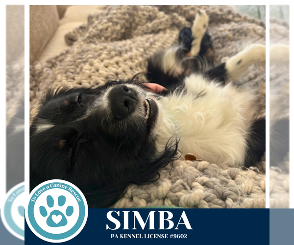 Medium Photo #4 Colonial Cocker Spaniel-Unknown Mix Puppy For Sale in Kimberton, PA, USA