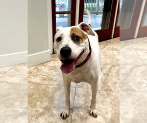 Mutt Dogs for adoption in Hilton Head, SC, USA