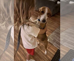 Mutt Dogs for adoption in Woodbury, NY, USA