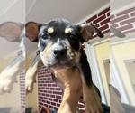Small #2 American Bully