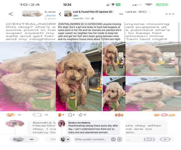 Medium Photo #8 Mutt Puppy For Sale in Pacolet, SC, USA