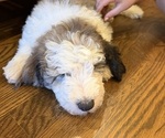 Small #5 Sheepadoodle