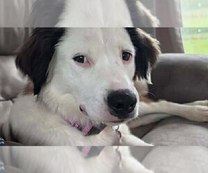 Nelly - Female Colonial Cocker Spaniel-Unknown Mix Dog for Adoption - Photo #4
