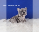 Small Photo #1 French Bulldog Puppy For Sale in PORT READING, NJ, USA