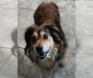 Moko - Male Doxle Dog for Adoption - Photo #5