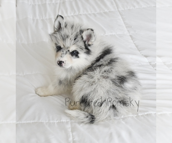 Medium Photo #5 Pomsky Puppy For Sale in KANSAS CITY, MO, USA