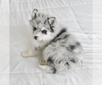 Small #4 Pomsky