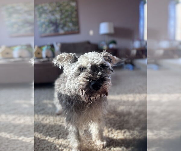 Medium Photo #6 Mutt Puppy For Sale in St. Louis Park, MN, USA