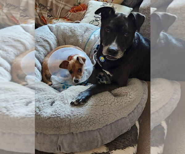 Medium Photo #4 Chihuahua-Unknown Mix Puppy For Sale in Lakewood, CO, USA