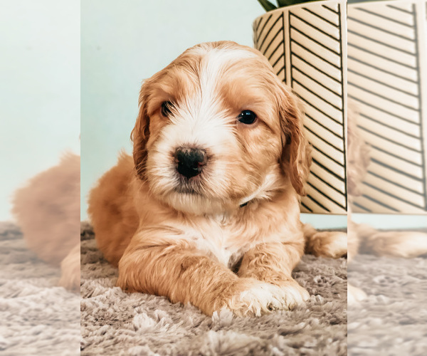 Medium Photo #2 Australian Labradoodle Puppy For Sale in PORT ORCHARD, WA, USA