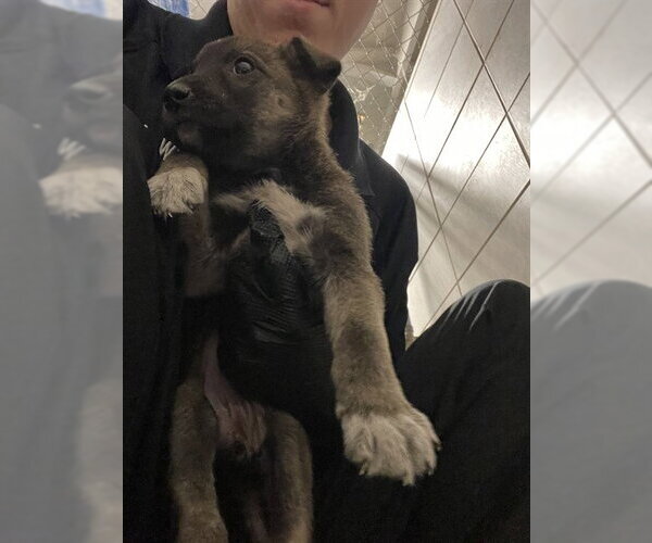 Medium Photo #1 Mutt Puppy For Sale in Stockton, CA, USA