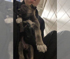 Mutt Dogs for adoption in Stockton, CA, USA