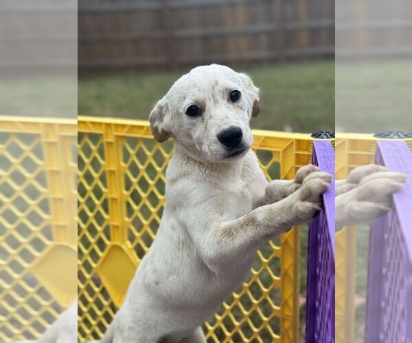 Medium Photo #5 Basset Hound-Red Heeler Mix Puppy For Sale in Holly Springs, NC, USA