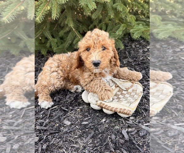 Medium Photo #2 Goldendoodle (Miniature) Puppy For Sale in MIDDLEBURY, IN, USA