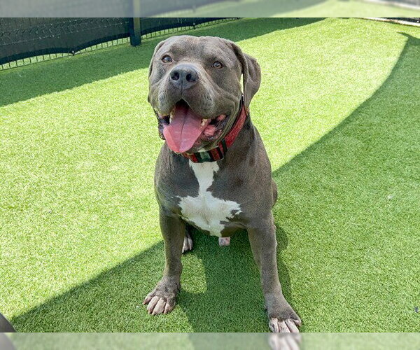 Medium Photo #1 Mutt Puppy For Sale in Orange, CA, USA