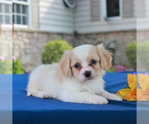 Cavachon Puppy for sale in BIRD IN HAND, PA, USA