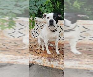 American Bulldog Dogs for adoption in San Antonio, TX, USA