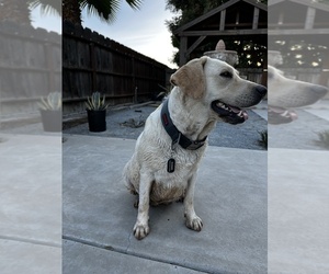 Mother of the Labrador Retriever puppies born on 05/16/2025
