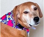 Small #3 Mountain Cur Mix