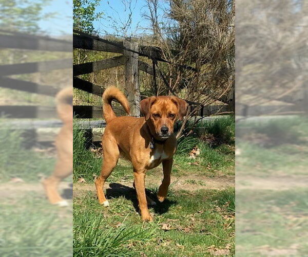 Medium Photo #2 Mountain Cur-Unknown Mix Puppy For Sale in Union, WV, USA