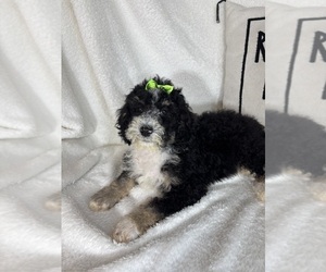 Bernedoodle Puppy for sale in GREENFIELD, IN, USA