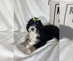 Image preview for Ad Listing. Nickname: Molly