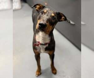 Star - Male Bluetick Coonhound-Doberman Pinscher Mix Dog for Adoption - Photo #2