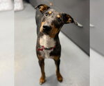 Small Photo #2 Bluetick Coonhound-Doberman Pinscher Mix Puppy For Sale in Lakewood, CO, USA