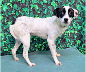 Mutt Dogs for adoption in Wetumpka, AL, USA