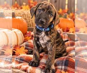 Catahoula Leopard Dog-Chocolate Labrador retriever Mix Dogs for adoption in Mt. Laurel, NJ, USA
