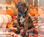 Fabian - Male Catahoula Leopard Dog-Chocolate Labrador retriever Mix Dog for Adoption - Small photo