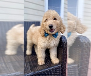Goldendoodle Puppy for sale in CHESNEE, SC, USA