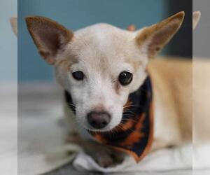Chihuahua-Unknown Mix Dogs for adoption in San Antonio, TX, USA