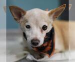 BUBBLES - Female Chihuahua-Unknown Mix Dog for Adoption - Small photo