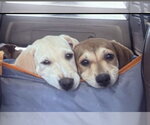 Small Photo #4 Golden Retriever-Unknown Mix Puppy For Sale in Mt. Laurel, NJ, USA