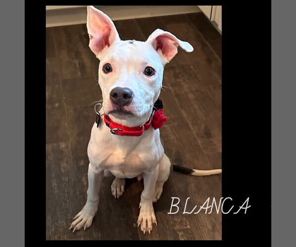 Medium Photo #1 American Pit Bull Terrier-American Staffordshire Terrier Mix Puppy For Sale in Rockaway, NJ, USA