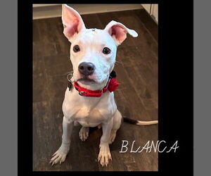 American Pit Bull Terrier-American Staffordshire Terrier Mix Dogs for adoption in Rockaway, NJ, USA