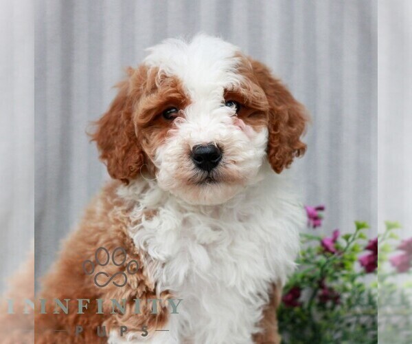 Medium Photo #1 Poodle (Miniature) Puppy For Sale in LITITZ, PA, USA