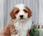 Small Poodle (Miniature)