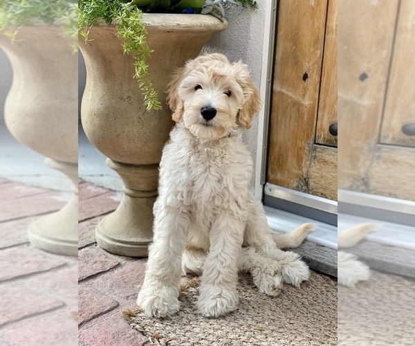 Medium Photo #4 Goldendoodle Puppy For Sale in HUTTO, TX, USA