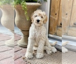 Small Photo #4 Goldendoodle Puppy For Sale in HUTTO, TX, USA