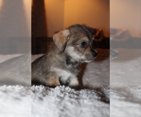 Medium Photo #8 Chorkie Puppy For Sale in WILMINGTON, NC, USA